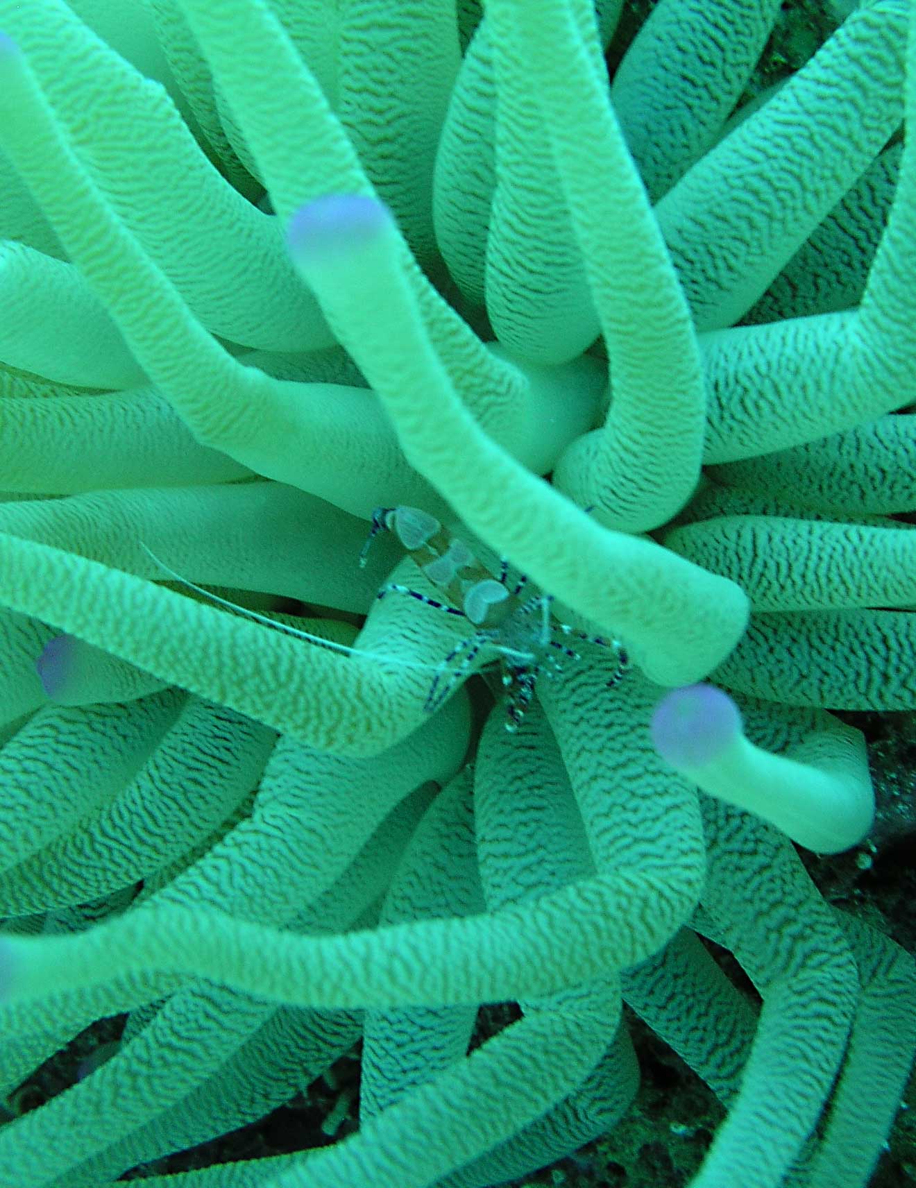 Anemone Shrimp