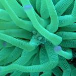 Anemone Shrimp