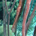 Trumpetfish