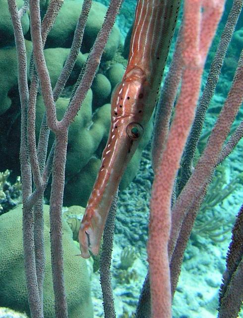 Trumpetfish