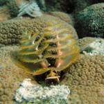 Christmas Tree Worm