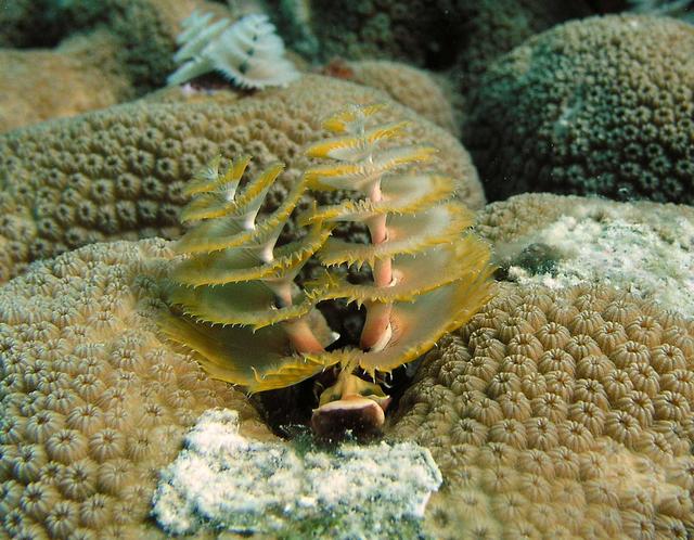 Christmas Tree Worm