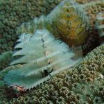 Christmas Tree Worm