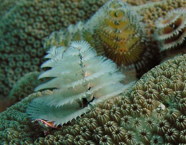 Christmas Tree Worm