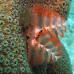 Christmas Tree Worm