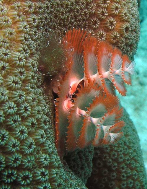 Christmas Tree Worm