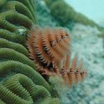 Christmas Tree Worm