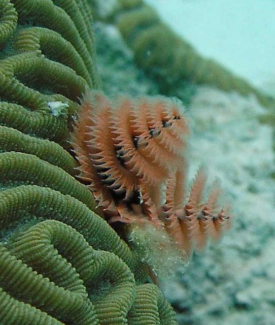 Christmas Tree Worm