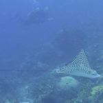 Eagle Ray