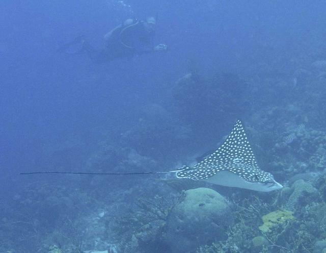 Eagle Ray