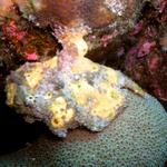 Frogfish