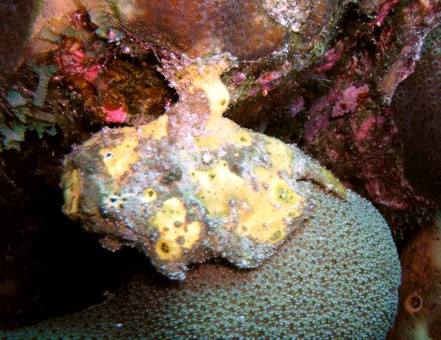 Frogfish