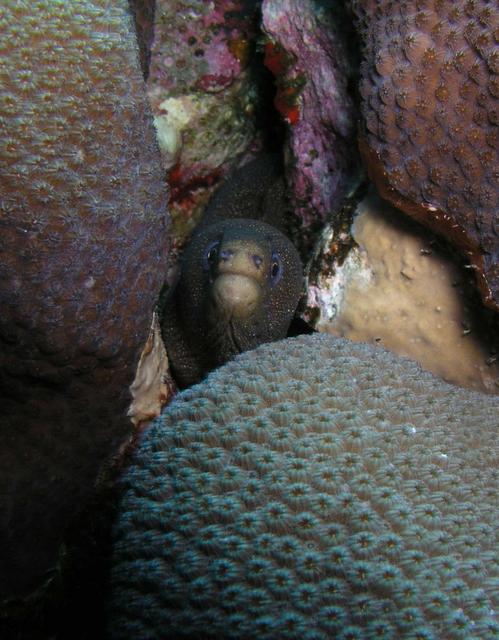 Goldentail Moray