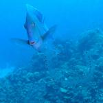 Blue Tang and Pelagic Tunicate Chain