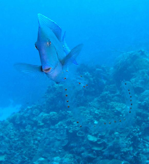 Blue Tang and Pelagic Tunicate Chain