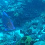 Blue Tang eating Pelagic Tunicate Chain