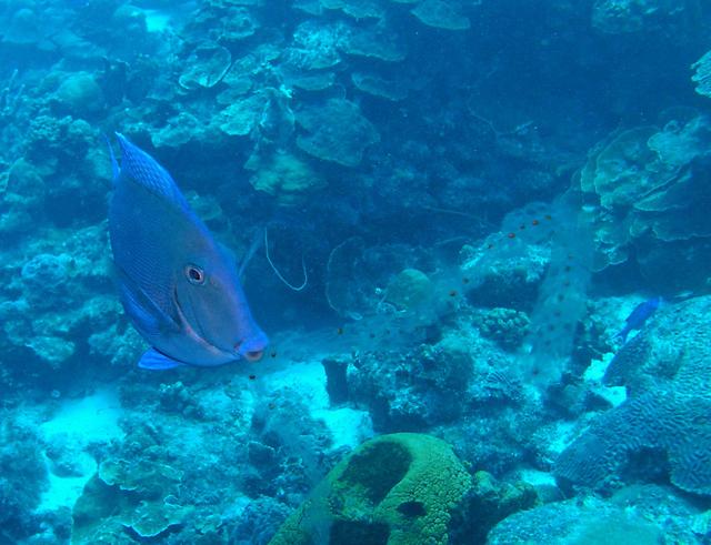 Blue Tang eating Pelagic Tunicate Chain