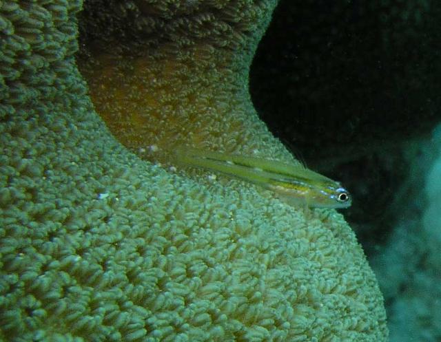 Peppermint Goby