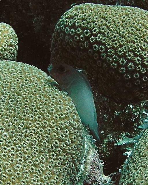 Redlip Blenny