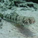 Sand Diver