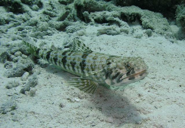 Sand Diver