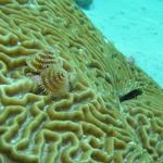 Secretary Blenny &amp; Christmas Tree Worm