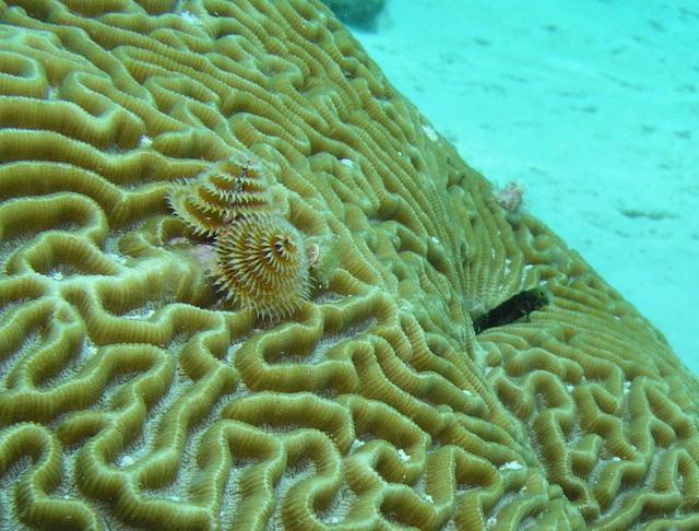 Secretary Blenny &amp; Christmas Tree Worm