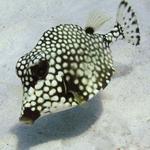 Smooth Trunkfish