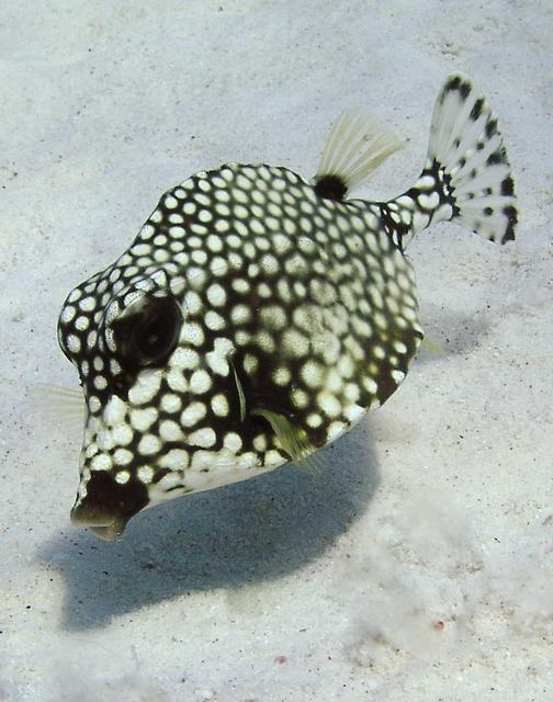 Smooth Trunkfish