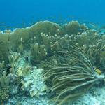 Blade Coral teeming with Fish