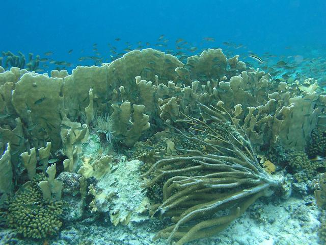 Blade Coral teeming with Fish