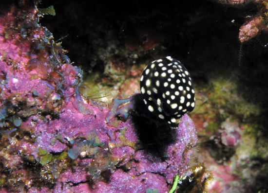 Juvi Trunk Fish