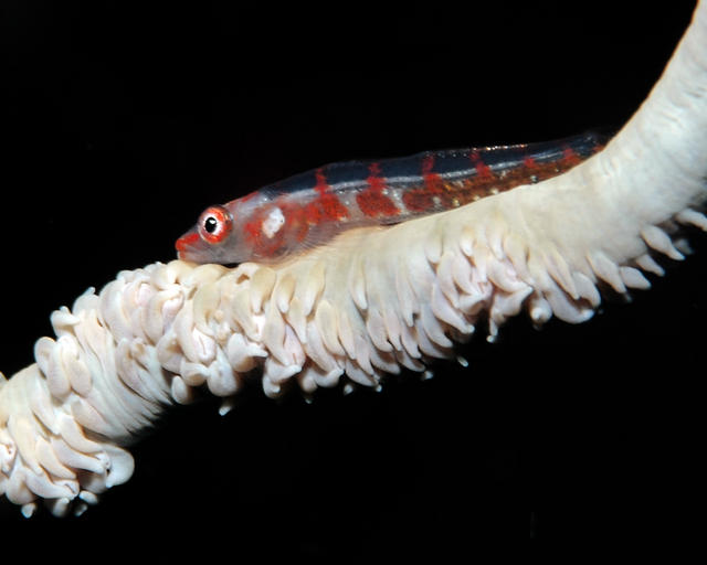 Goby