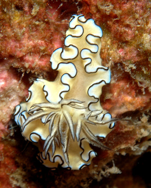 nudibranch58