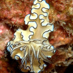 nudibranch58