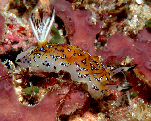 nudibranch158
