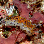 nudibranch158