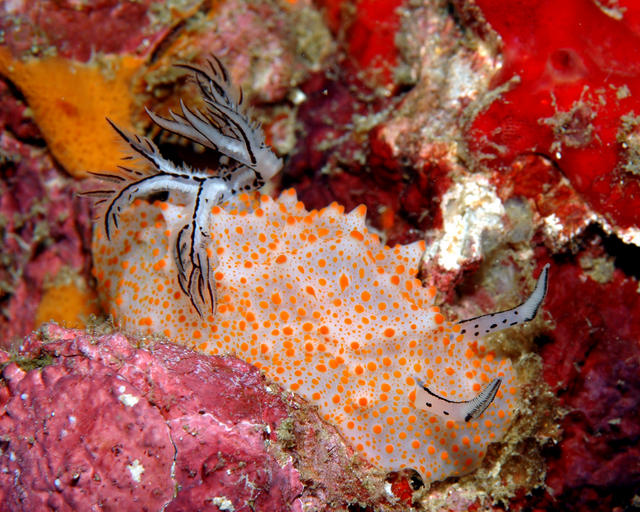 nudibranch2031