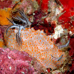 nudibranch2031