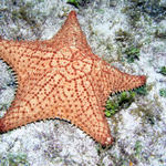 Star  Fish