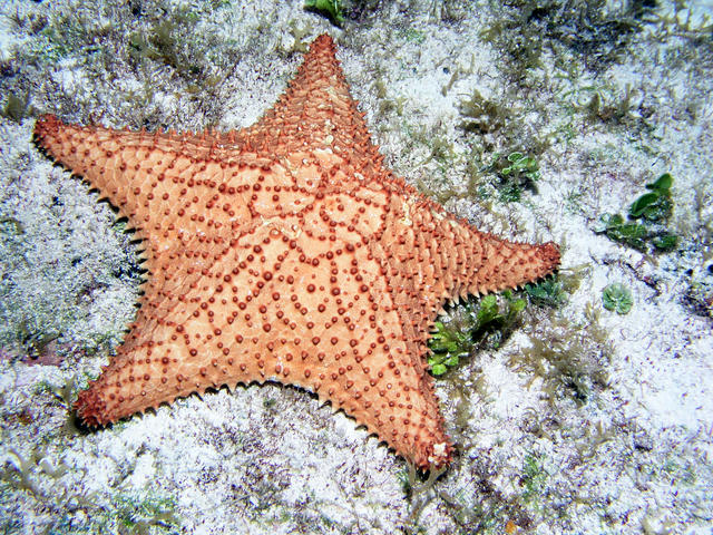 Star  Fish