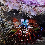 mantisshrimp