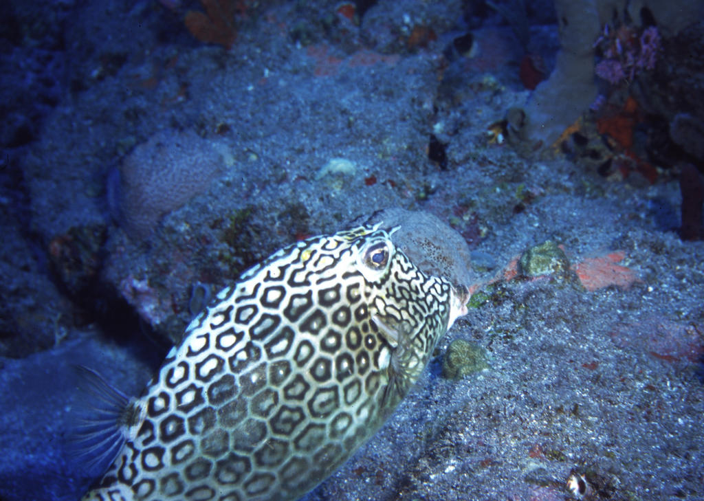 Honeycomb cowfish