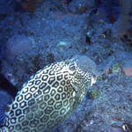 Honeycomb cowfish