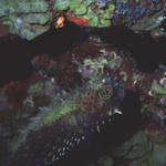 Spotted burrfish rare2 10