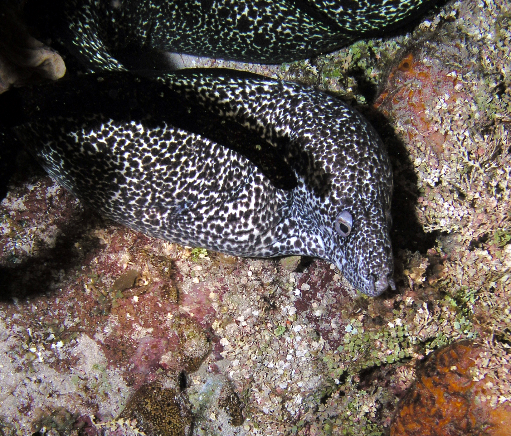 Spotted Moray