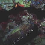 Spotted burrfish rare2