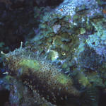 Spotted burrfish rare3