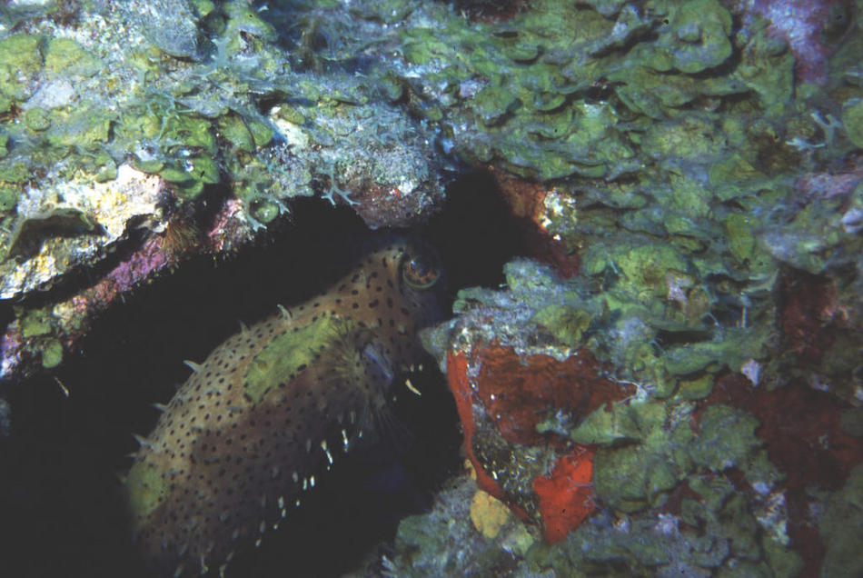 Spotted burrfish rare4