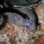 Spotted Moray